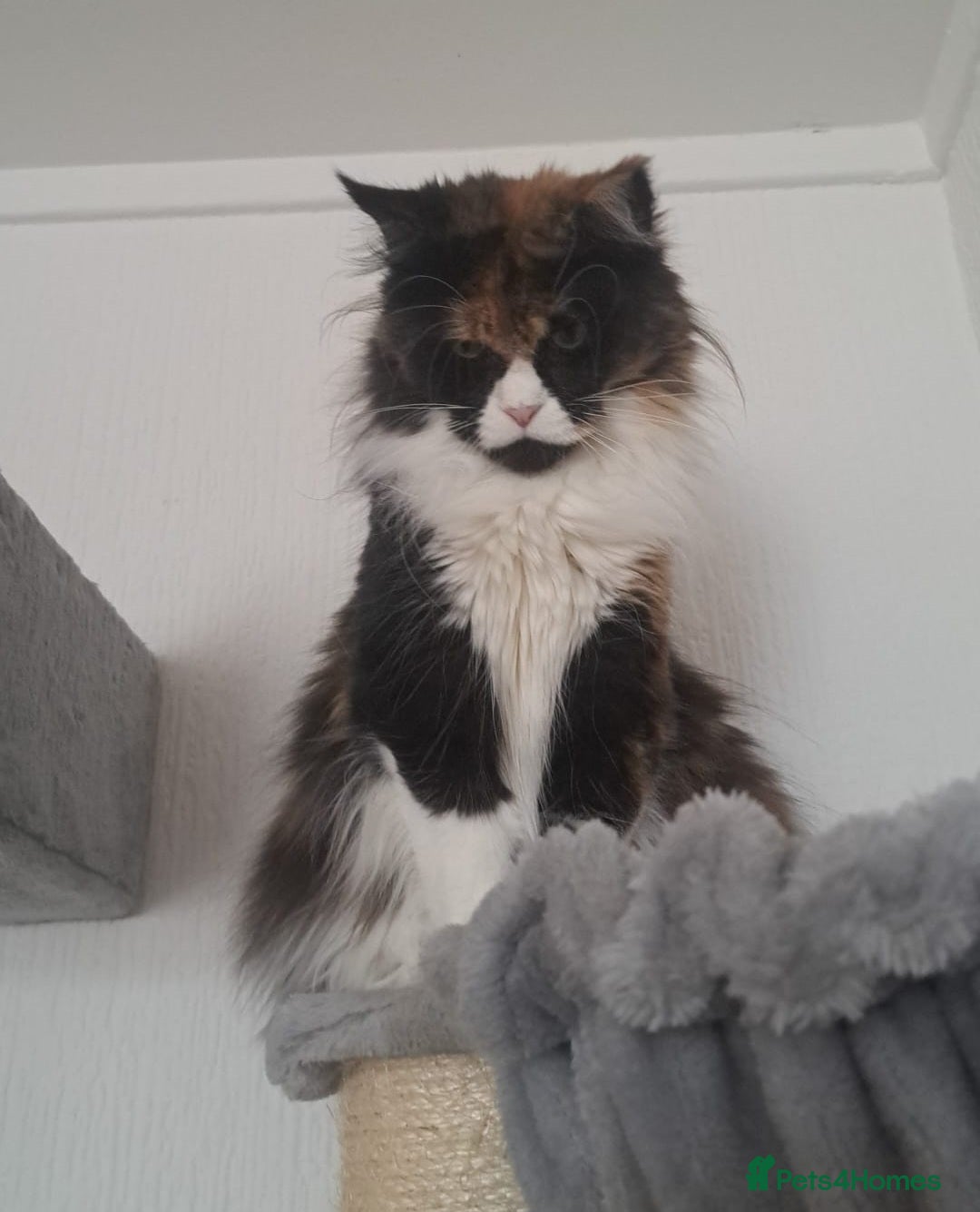 Maine Coon cats for sale: Maine coon  - Image 2