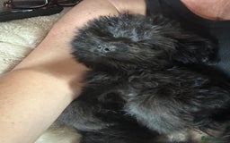 Pomapoo dogs for sale: Stunning pomapoo - Image 3