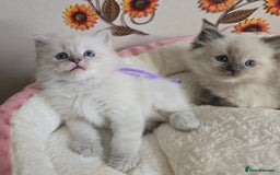 Ragdoll cats for sale: Registered male Ragdoll kittens  - Image 7
