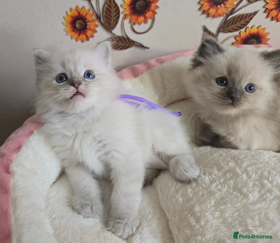 Ragdoll cats for sale: Registered male Ragdoll kittens  - Image 7