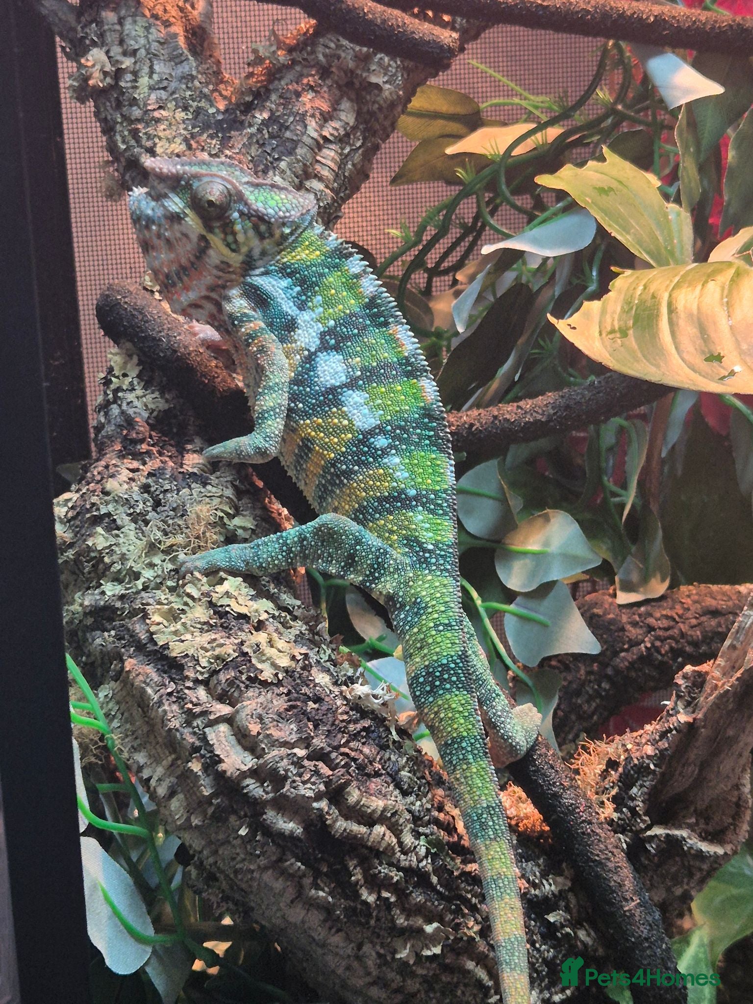 Chameleon reptiles Chameleon & Fully Set-Up Terrarium  - Advert 4