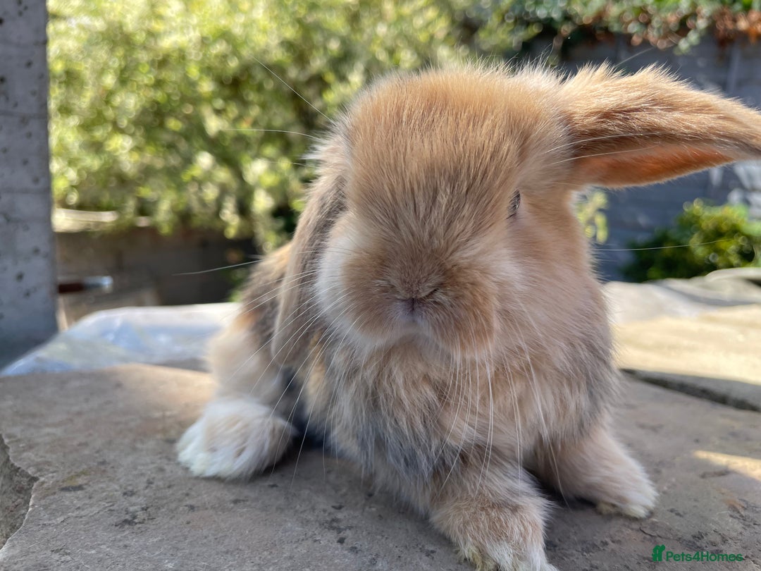 Mini Lop rabbits for sale: Mini lops ready to reserve  - Image 10