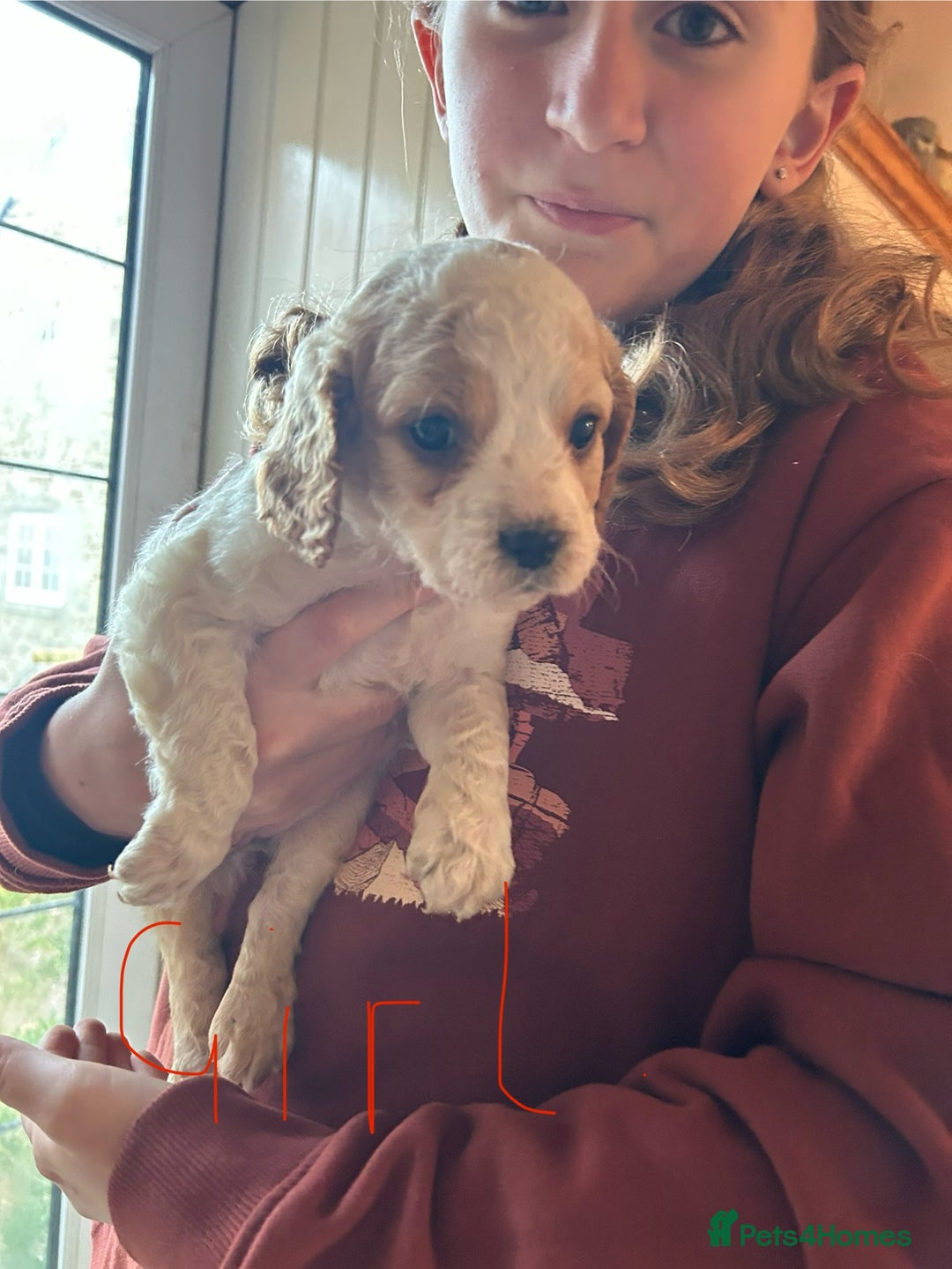 Cavapoo dogs for sale: Beautiful Cavapoo puppies  - Advert 2