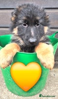 German Shepherd dogs - Advert 3