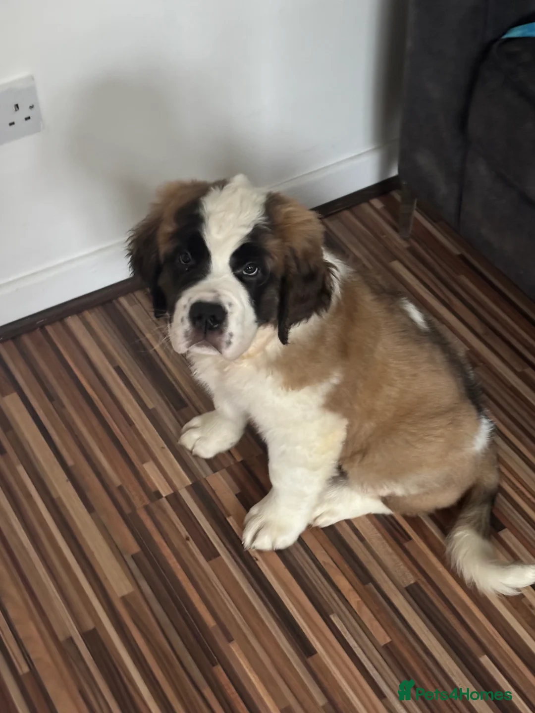Saint Bernard dogs for sale: Beautiful Saint Bernard puppy - Advert 1