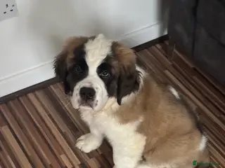 Saint Bernard dogs Beautiful Saint Bernard puppy - Advert 1