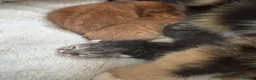 Mixed Breed cats for sale: Beautiful litter - Advert 9