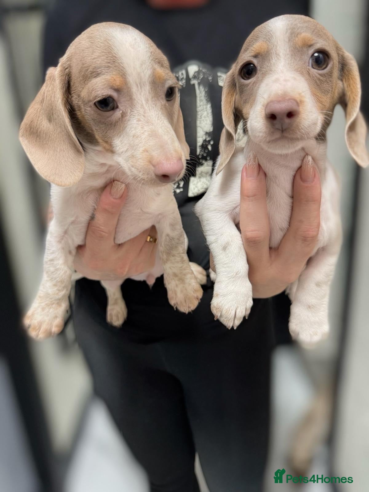 Miniature Dachshund dogs Ready now -2 cute piebald miniature dachshunds  - Advert 14