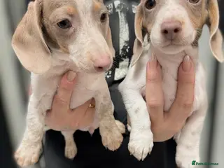Miniature Dachshund dogs Ready now -2 cute piebald miniature dachshunds - Advert 14