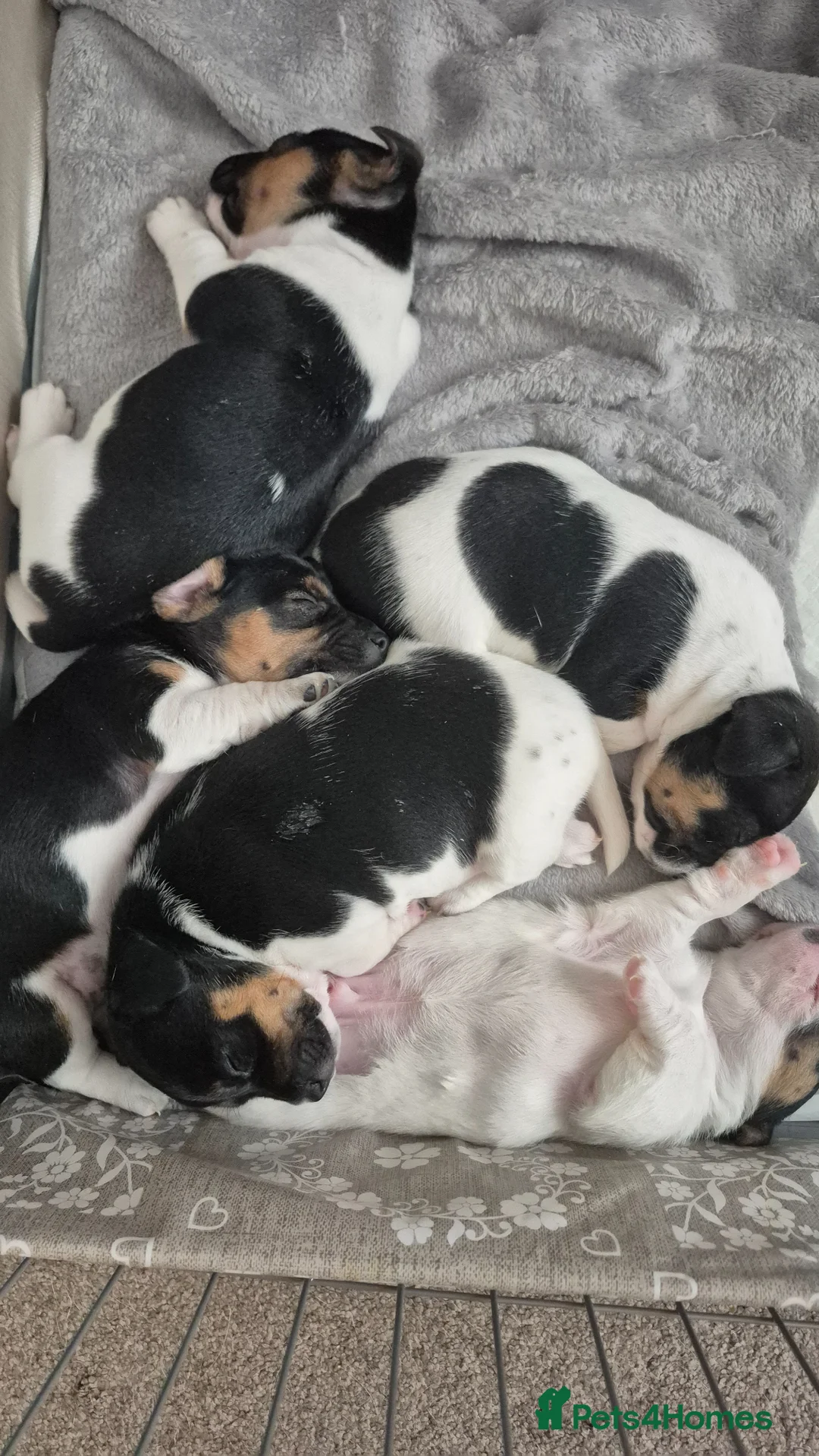 Jack Russell dogs for sale: Jack Russell puppies - Advert 2