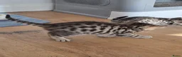 Mixed Breed cats for sale: 4 beautiful kittens looking for loving homes 🐾 - Advert 21