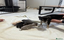 Chihuahua dogs for sale: Chihuahua Puppies - Image 8