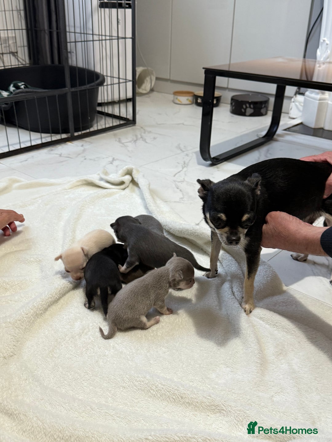 Chihuahua dogs for sale: Chihuahua Puppies - Image 8