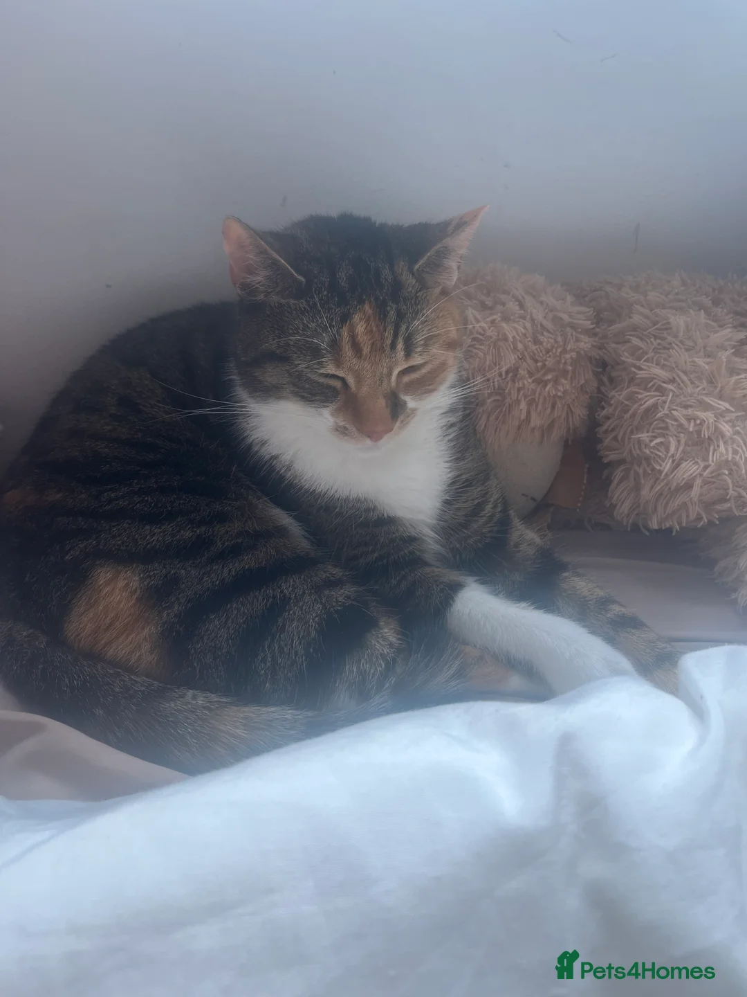 Mixed Breed cats for sale: Inside Female tabby calico cat about 2 and a half. - Advert 2