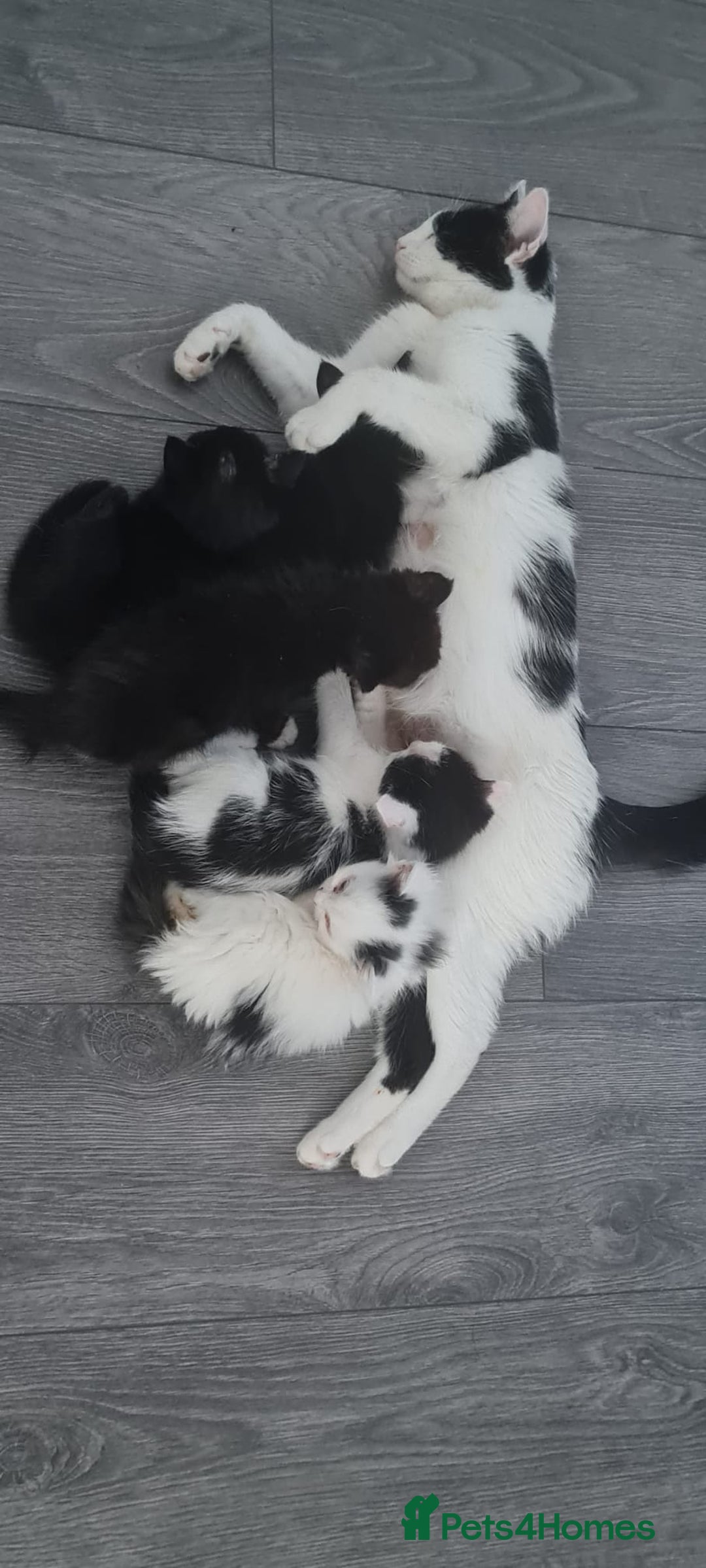 British Shorthair cats for sale: British Shorthair Kittens for sale  - Image 24