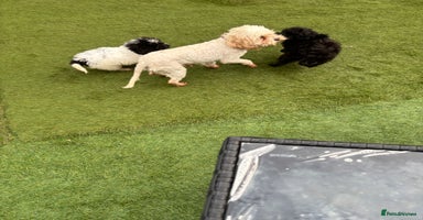 Cavapoo dogs - Advert 9