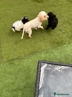 Cavapoo dogs - Advert 11