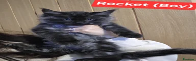 Rocket - Black Smoke Boy