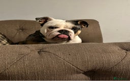 English Bulldog dogs for sale: 3 year old English bulldog  - Image 3