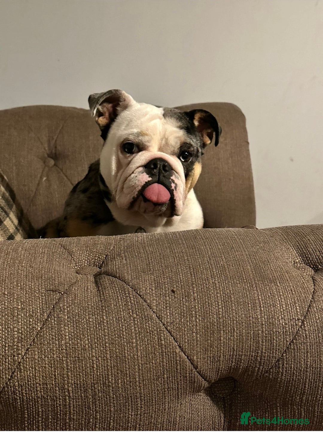 English Bulldog dogs for sale: 3 year old English bulldog  - Image 3