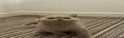 British Shorthair cats for sale: British shorthair (one boy left) - Advert 3