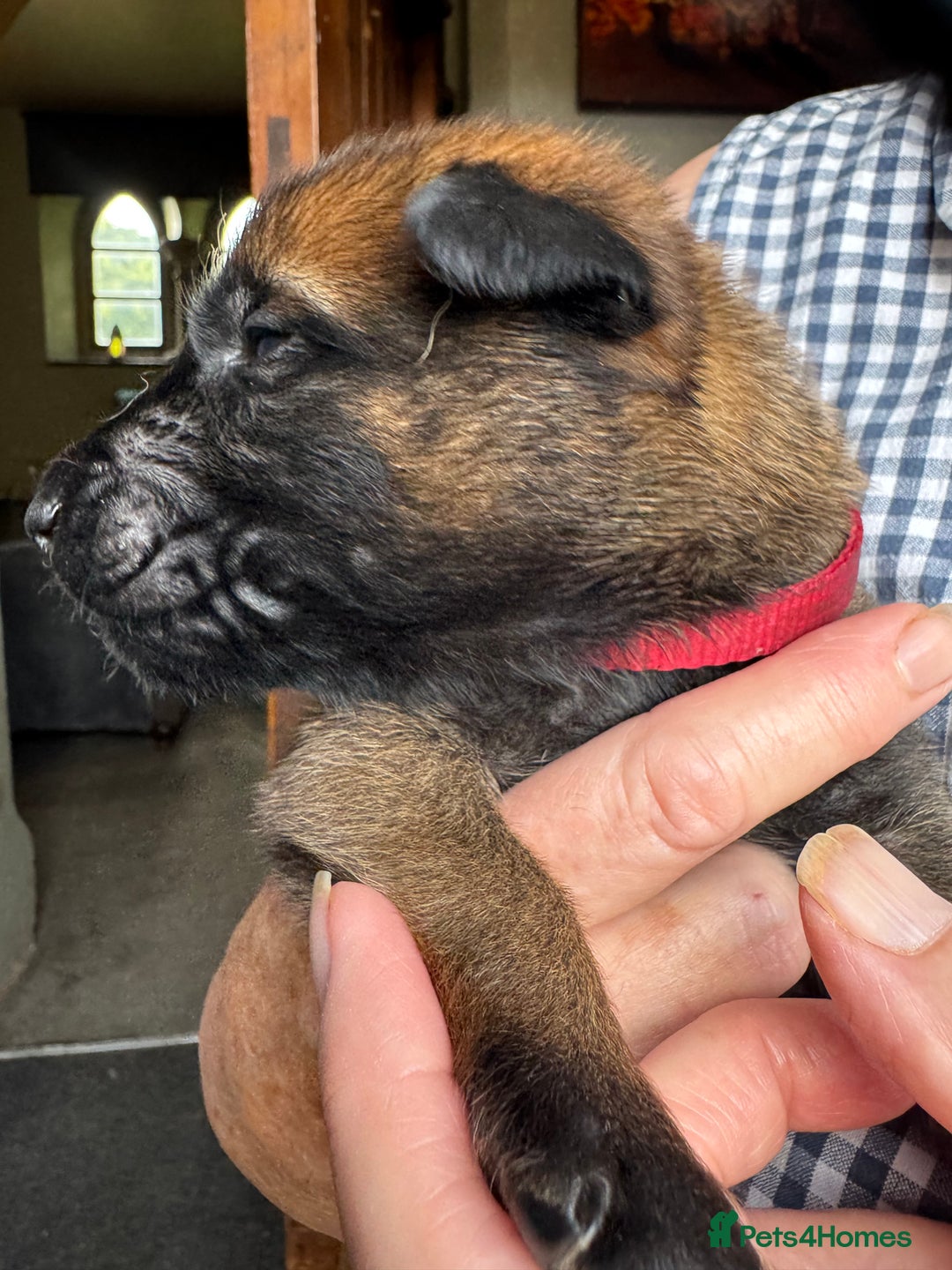 Belgian Shepherd Dog dogs for sale: Belgian Malinois puppies KC registered in Hartlepool - Image 16