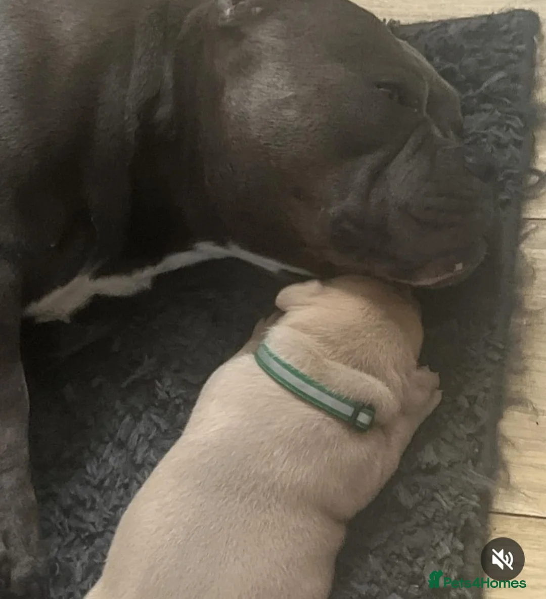 American Bully dogs for stud: American Pocket Bully PROVEN ! in Dartford - Advert 33