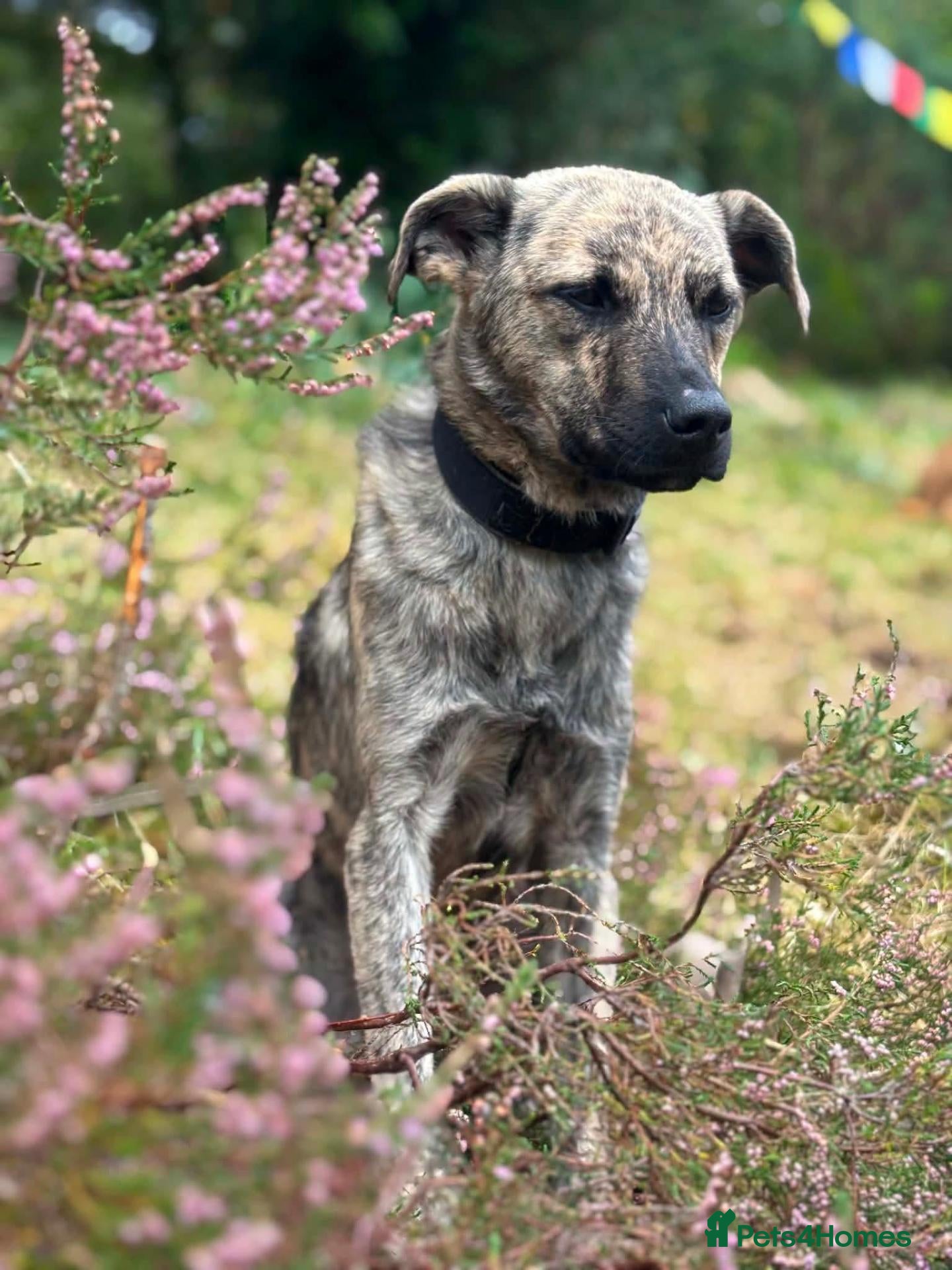 Mixed Breed dogs 🐾 🐾 Chopsey  - Advert 1