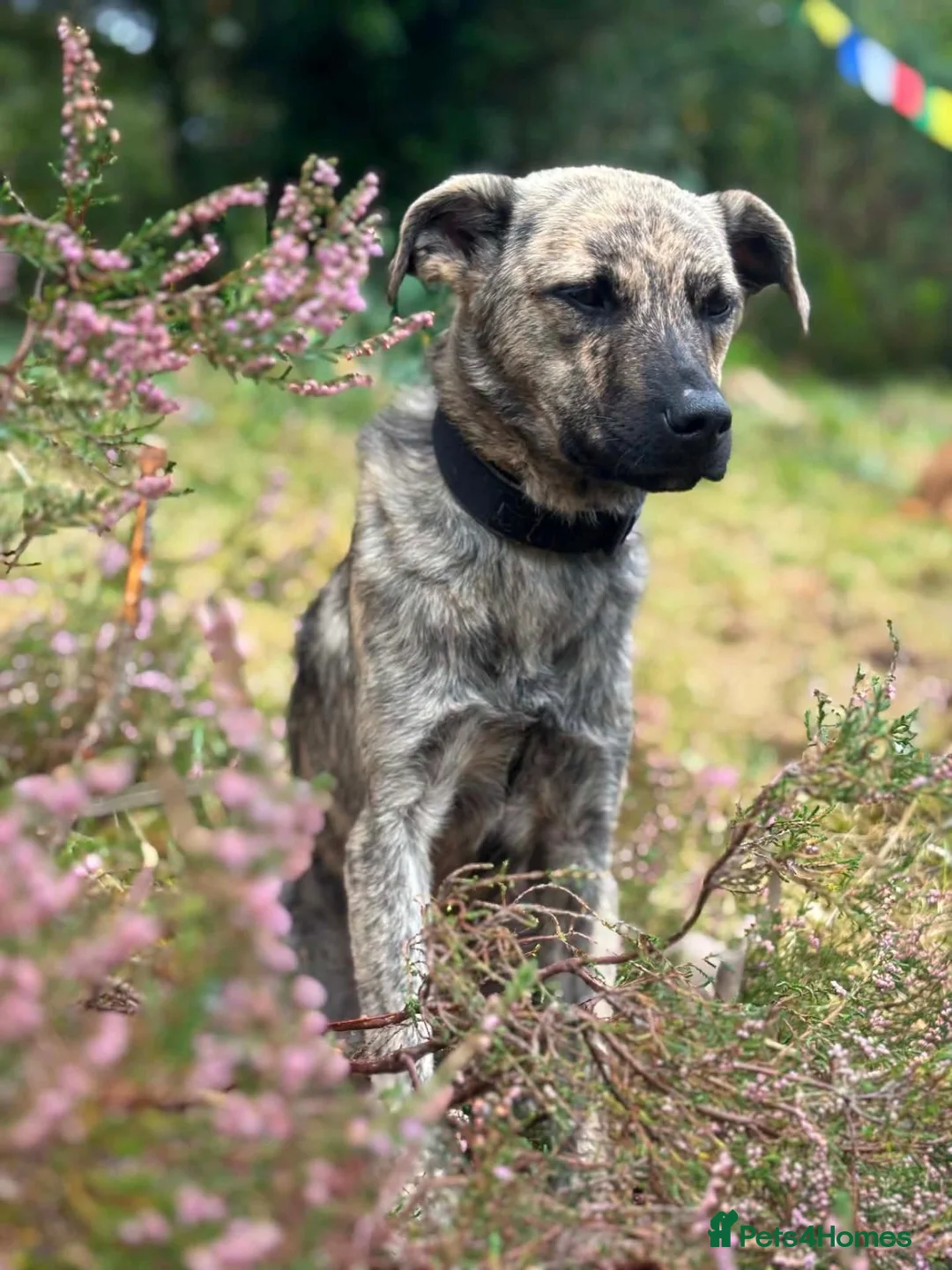 Mixed Breed dogs for adoption: 🐾 🐾 Chopsey  in Inverness - Advert 1