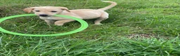 Mixed Breed dogs for sale: whipadore pups  in Newark - Advert 2
