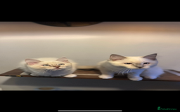 Ragdoll cats for sale: Lilac and blue ragdoll kittens  - Image 6