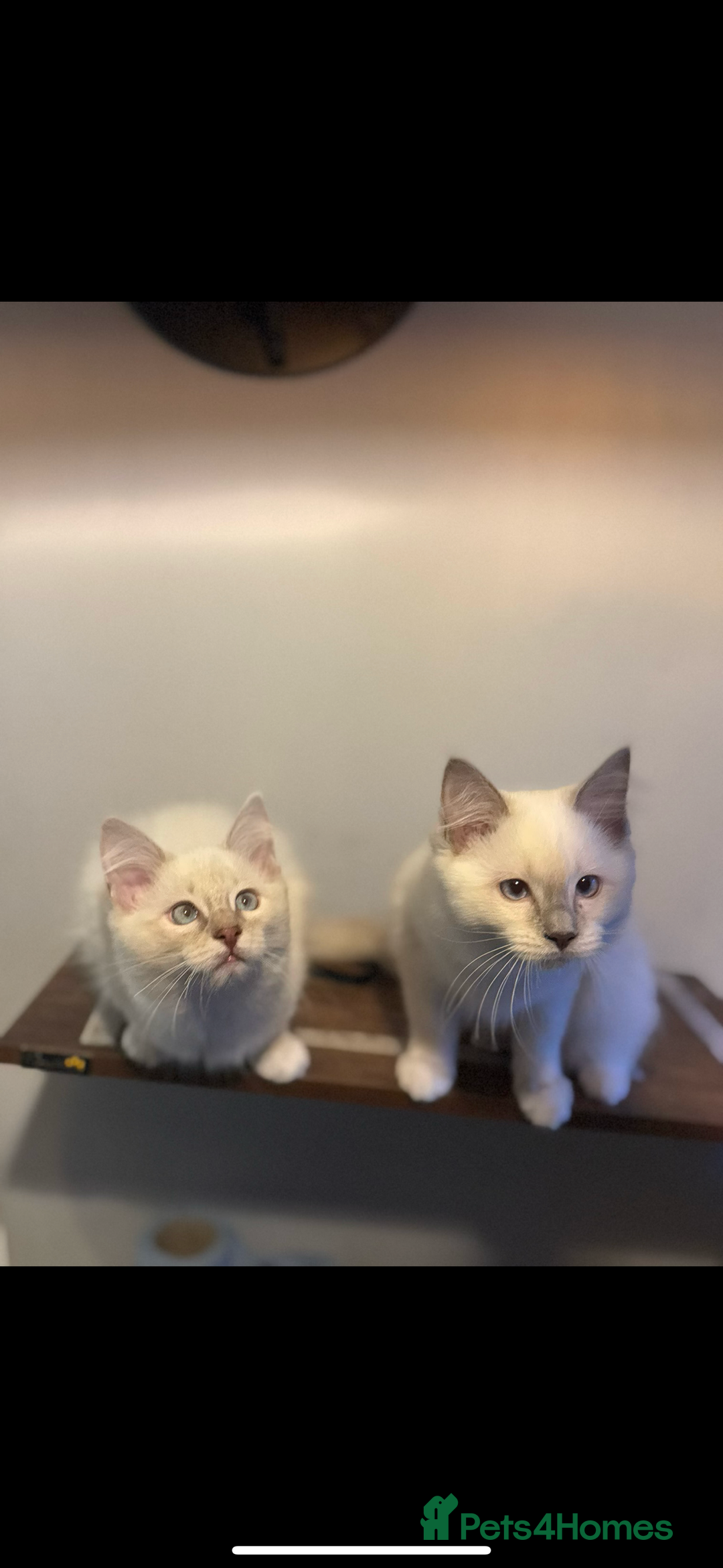 Ragdoll cats for sale: Lilac and blue ragdoll kittens  - Image 6