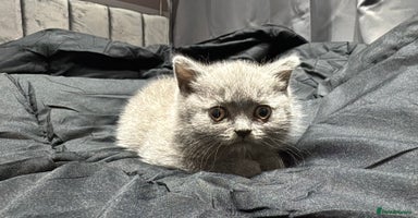 British Shorthair cats - Advert 9