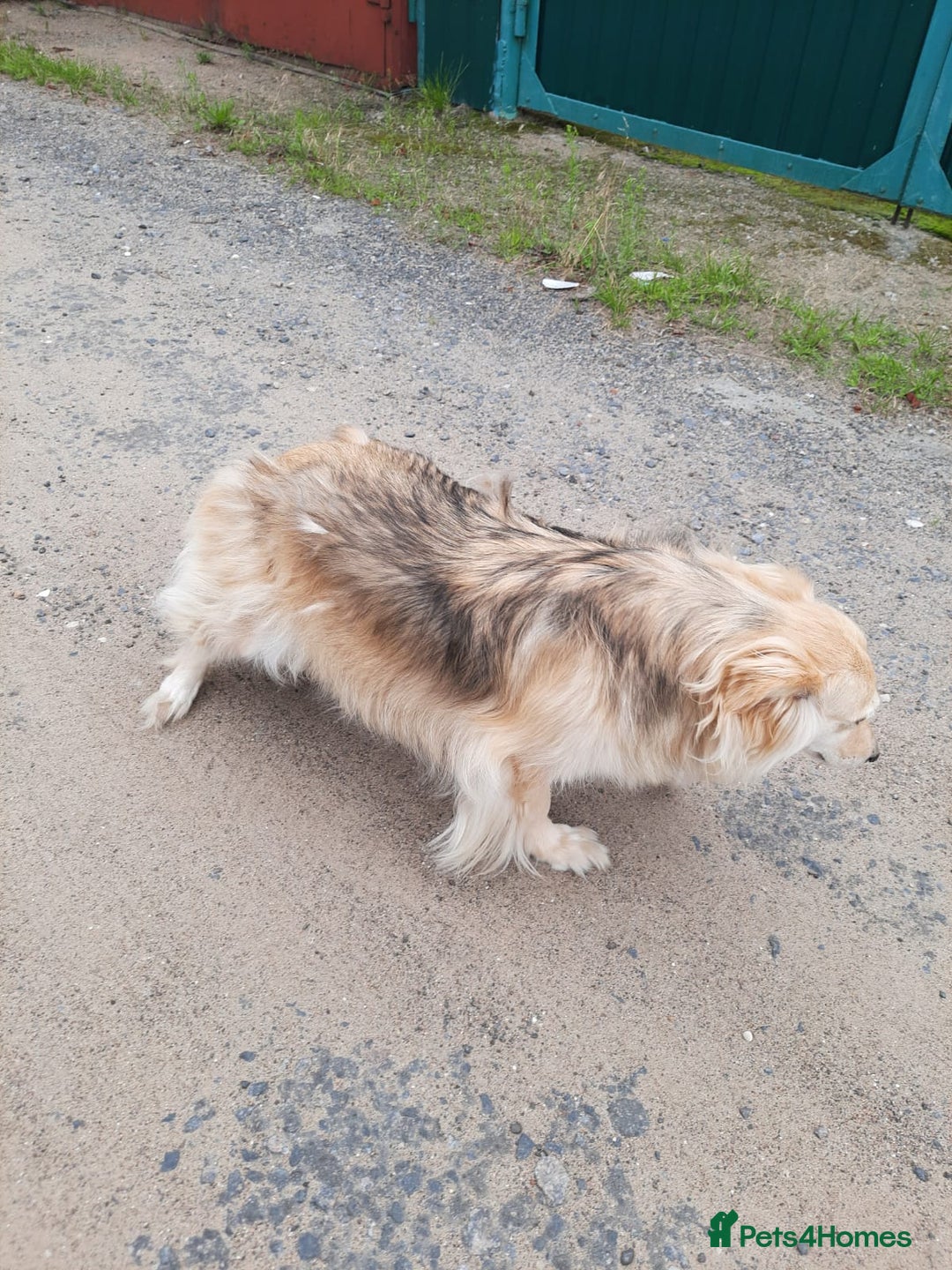 Mixed Breed dogs for adoption: 💖🐶 DOCHA 🐶💖 - Image 10