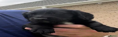Cocker Spaniel 1