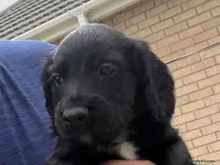 Cocker Spaniel dogs Cocker spaniel dog pups - Advert 1