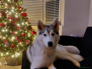 Siberian Husky dogs Thor - Advert 14