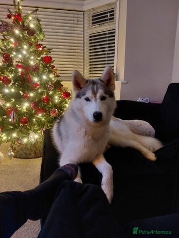 Siberian Husky dogs Thor - Advert 1