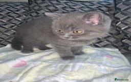 British Shorthair cats for sale: British shorthair boys  - Image 7