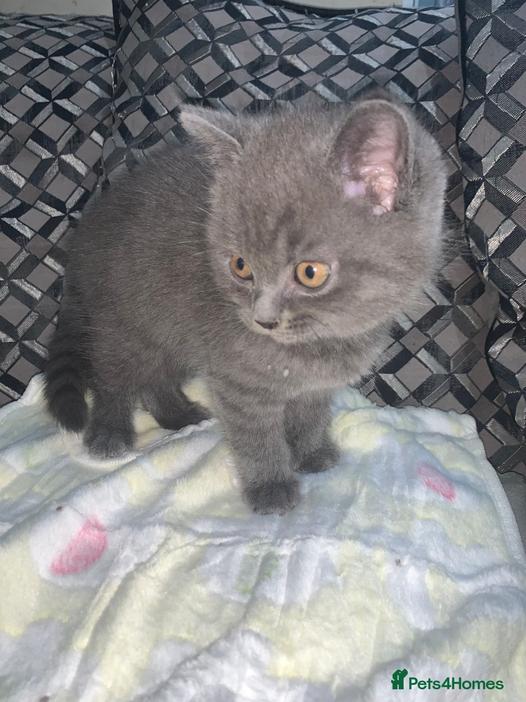 British Shorthair cats for sale: British shorthair boys  - Image 7