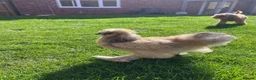 Chickens poultry for sale: Bantam silkie in Kidderminster - Advert 2