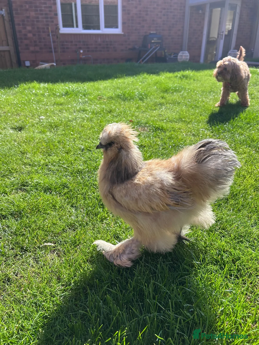 Chickens poultry for sale: Bantam silkie in Kidderminster - Advert 2