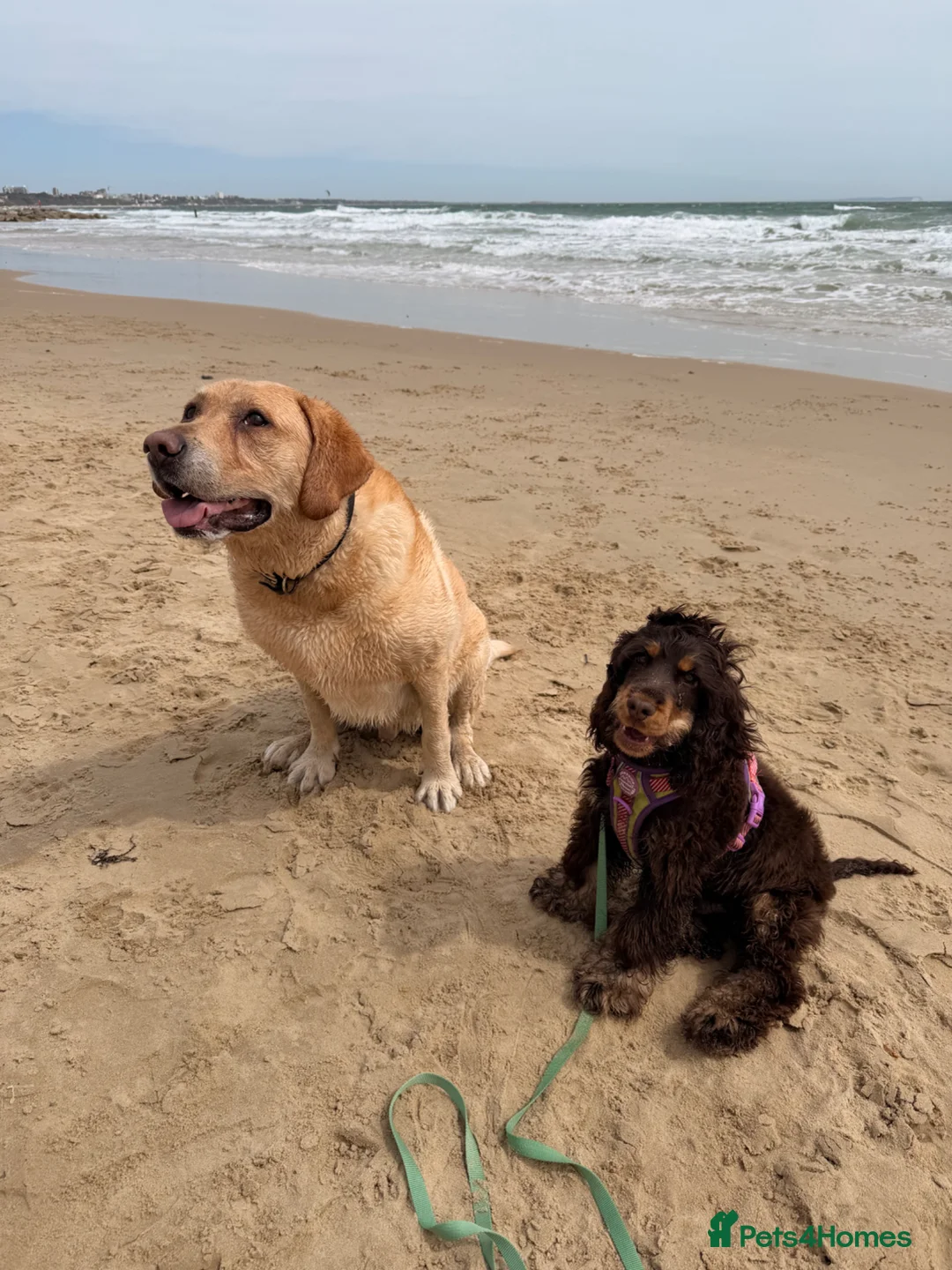 Cocker Spaniel dogs for sale: Ozzie - Show Type Cocker Spaniel in Southampton - Advert 2