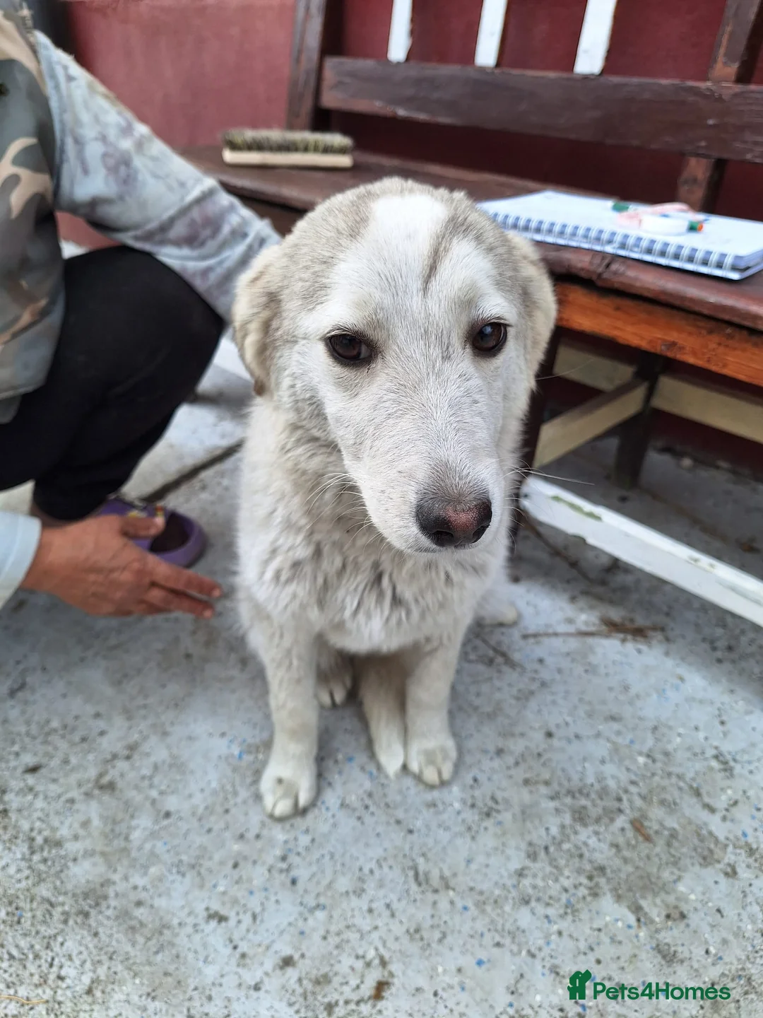 Mixed Breed dogs for adoption: 🐾 Meet NALA - a Beautiful Girl for a Loving Home - Advert 5