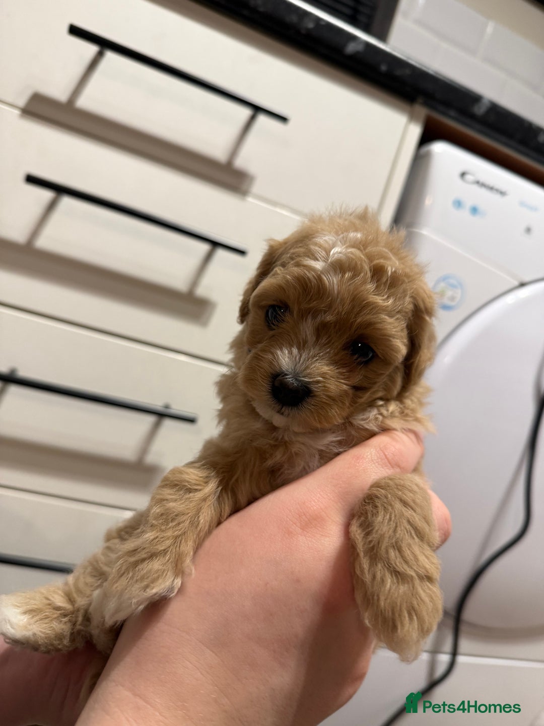 Maltipoo dogs for sale: Beautiful tiny F1 Asian Maltipoo puppies  - Advert 11