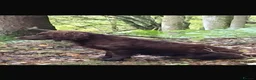 Cocker Spaniel dogs for sale: Cocker Spaniel Puppies  - Advert 2