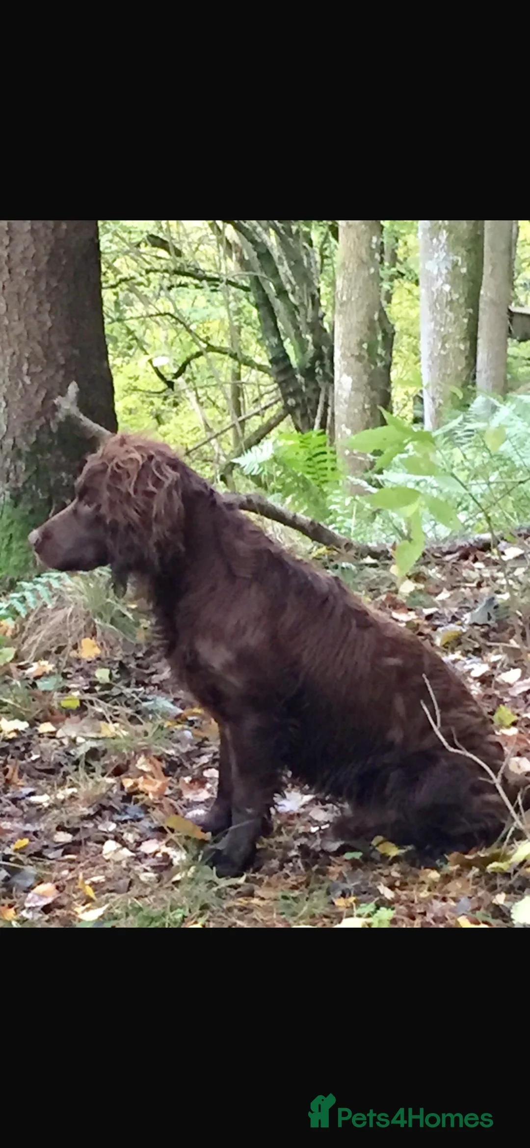 Cocker Spaniel dogs for sale: Cocker Spaniel Puppies  - Advert 2