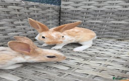 Rex rabbits for sale: 🐰 Beautiful mini rex babies 🐰 - Image 4
