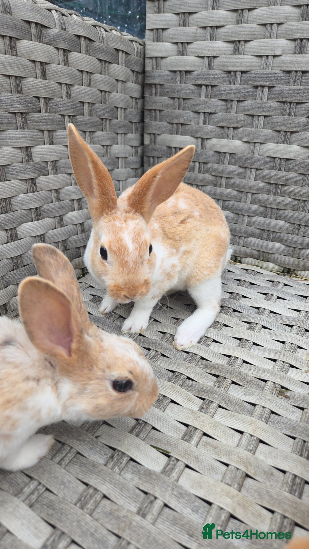 Rex rabbits for sale: 🐰 Beautiful mini rex babies 🐰 - Image 4