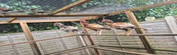 Pigeons birds for sale: Aseel chicken  - Advert 10